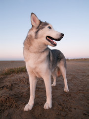 A husky dog on a beach at dusk