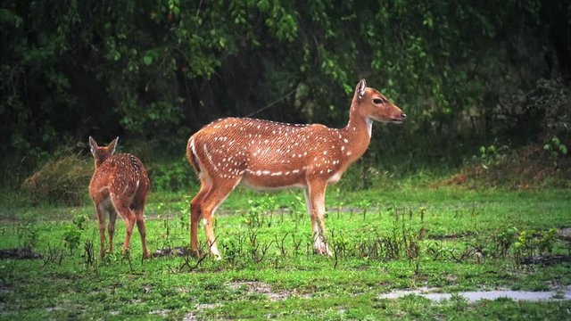 Mother deer with baby fawn under heavy monsoon rain fall in Yala national park, Sri Lanka. Wild animals nature reserve and sanctuary