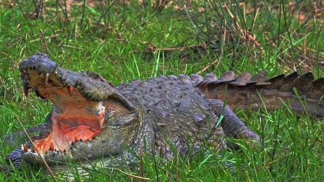 Big adult crocodile with open mouth on river bank in wild nature of Sri Lanka fauna and flora natural reserve. Yala national park sanctuary and wildlife safari protected area