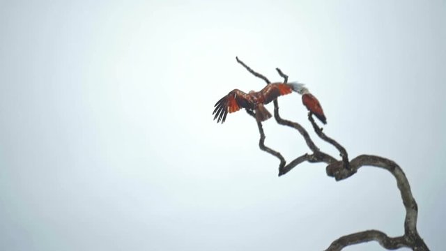 Asian Fish Eagle slow motion flight view. Beautiful bird landing on tree branch in Yala National Park in Sri Lanka wildlife nature reserve