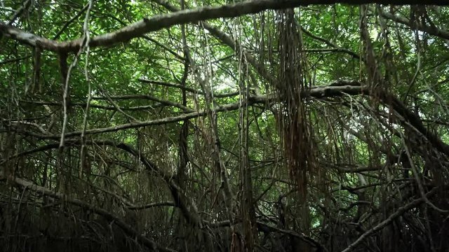 Mangrove tree tops and hanging aerial roots in humid tropical climate environment. Camera flies through dense jungle vegetation