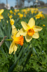 jonquilles sur le bord de la route