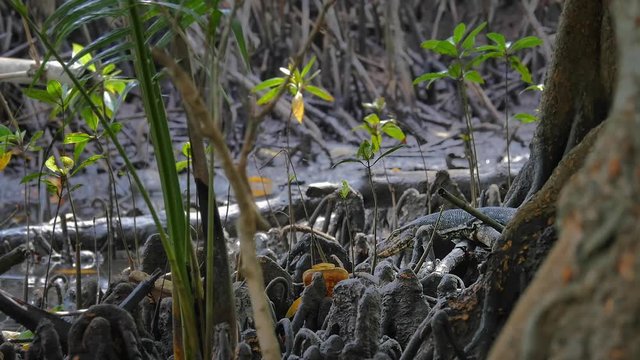 Wild varans walk among mangrove roots during low tide. Human debris and litter exposed to camera. Environment pollution background