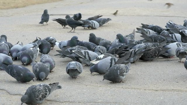 Flock of pigeons eating switchgrass in park in spring
