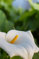 White calla flower in the greenhouse with green leafs in the background