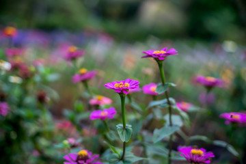Fototapeta premium Daisies in the morning
