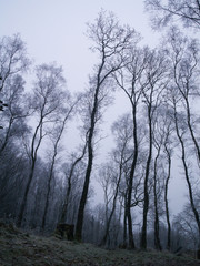 Winter in the wet cold spooky woods with tall scary trees