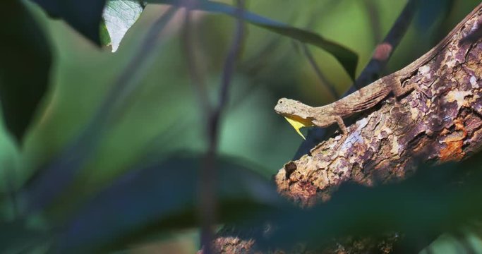 Male Draco Volan Lizard or Flying Dragon displays colored dewlap calling for female at mating season