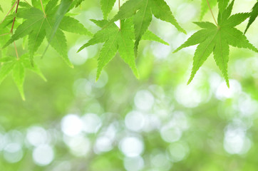 新緑のモミジ　木漏れ日


