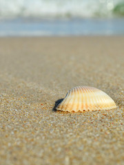 Fototapeta na wymiar Shell on a sandy beach
