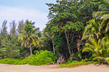 Fresh green palm tree leaves border