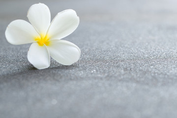 Obraz na płótnie Canvas White plumeria or frangipani flower