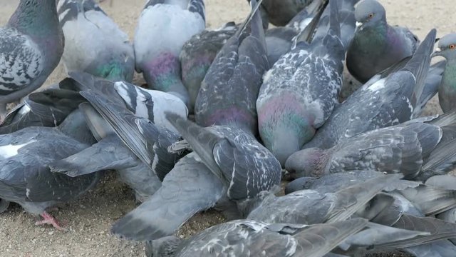 Flock of pigeons eating millet in urban park in spring
