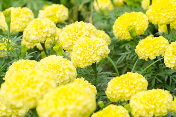 Marigold flower blossom in a garden