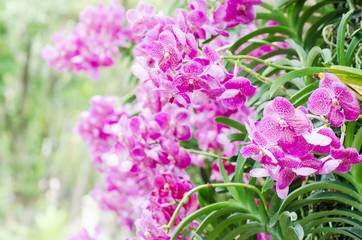 Fototapeta premium Purple orchids flower blossom in spring