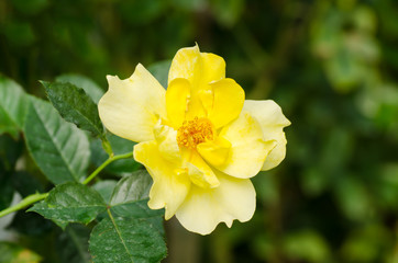 Yellow rose flower blossom in spring
