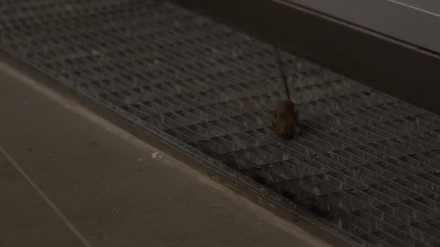 Slow motion the house mouse searching for food inside a home. Slowmo of mus musculus on the metal floor grille of industry factory-Dan