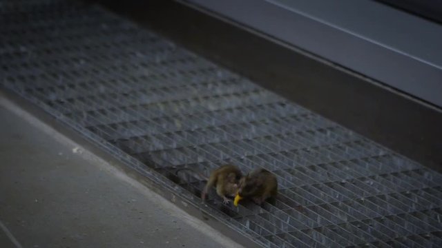 Slow motion of two mice figthing for food inside a home. Slowmo of mus musculus figthfor meal on the metal floor grille of industry factory-Dan