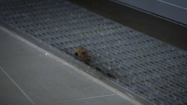 Slow motion the house mouse searching for food inside a home. Slowmo of mus musculus on the metal floor grille of industry factory-Dan