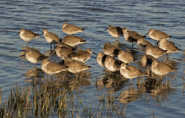 Dunlins (Calidris alpine) standing and sleeping in shallow water at sunset.