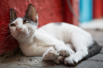 Fototapeta na wymiar A wild street cat , on a dirty street pavement.