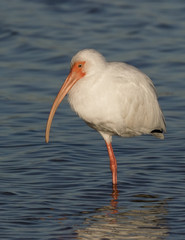 White Ibis (Eudocimus albus) standing on one leg in shallow water while hunting for food.