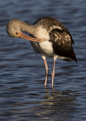 Immature Glossy Ibis (Plegadis falcinellus) preening in shallow water.