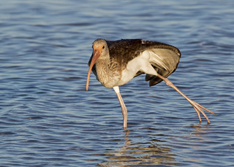 Immature Glossy Ibis (Plegadis falcinellus) stretching while hunting for food in shallow water.