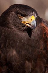 Hawk Portrait