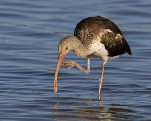 Immature Glossy Ibis (Plegadis falcinellus) scratching and preening in shallow water.