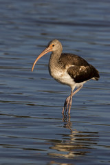 Immature Glossy Ibis (Plegadis falcinellus) hunting for food in shallow water.