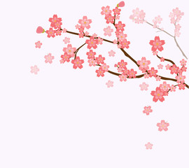 Blooming cherry tree branch background