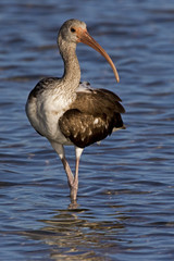 Immature Glossy Ibis (Plegadis falcinellus) hunting for food in shallow water.