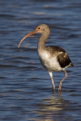 Immature Glossy Ibis (Plegadis falcinellus) hunting for food in shallow water.