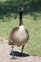 Goose