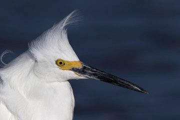 Close up of a Snowy Egret ( Egretta thula) in breeding plumage.