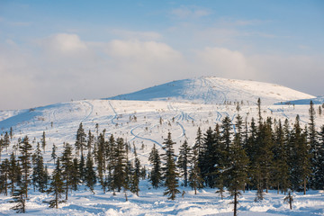 Winter trees in mountains covered with fresh snow