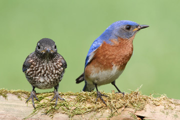 Male Eastern Bluebird With Baby