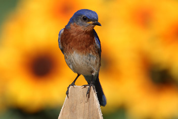 Male Eastern Bluebird