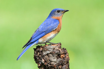 Male Eastern Bluebird