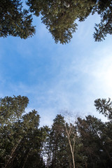 Looking up at the blue sky with cloud through