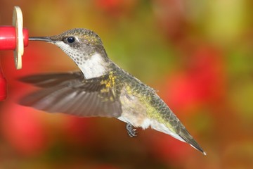 Ruby-throated Hummingbird