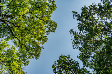 Green Trees top
