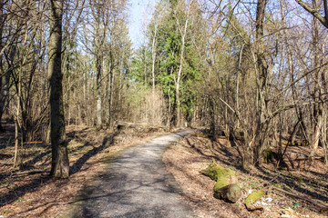 Asphalt path in the forest with a turn
