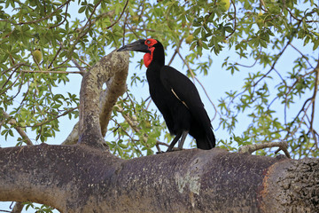 The southern ground hornbill is perched majestically on a tree branch.