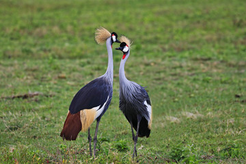 A pair of grey crowned crane in Tanzania look at each other.