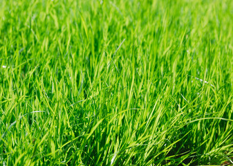 close up on green grass