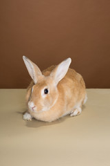 A cute bunny rabbit posing in a studio against a cream and brown wall