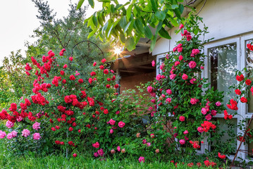 Beautiful red blooming rose flower bush in home garden at countryside at summer morning sunrise