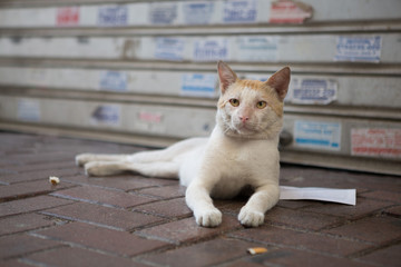A wild street cat , on a dirty street pavement.